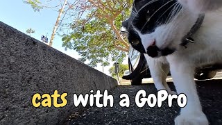 Strapped Camera To My Cat To See What He Gets Up To  Explore Wild Exotic Bushes With Our Cat