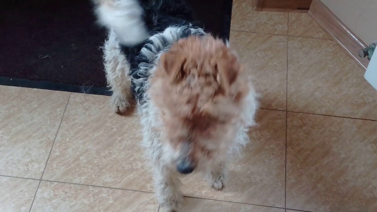 ������� St Biotechnology ���: ����.