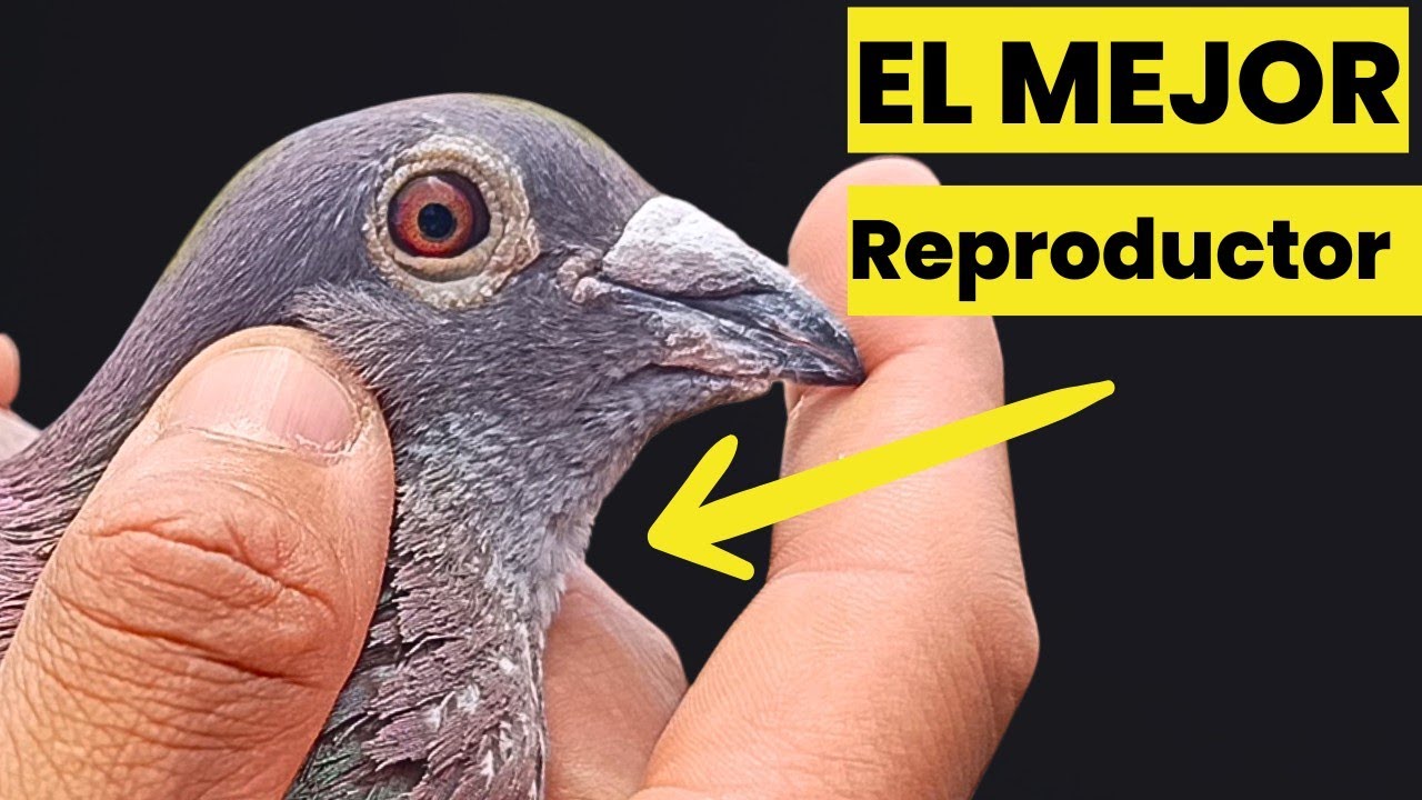 El Mejor Reproductor del Campo y  la LIBERTAD  las bases del CAMPEÓN 