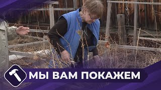 Мы Вам Покажем: Как Подготовить Смородину К Будущему Урожаю