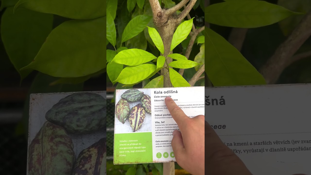 Cette plante est à l'origine du Coca Cola