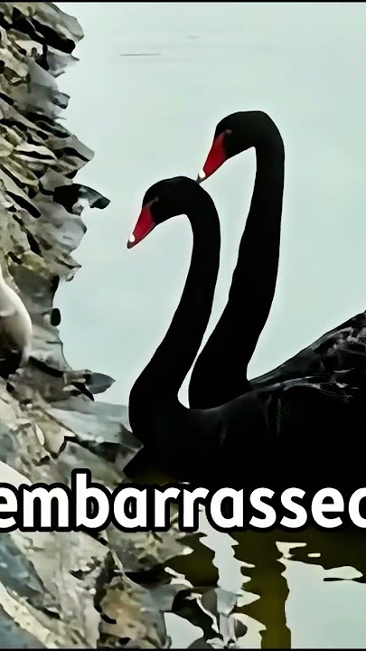 The little black swan who ran away from home! #Wild animals at zero distance # Real photos