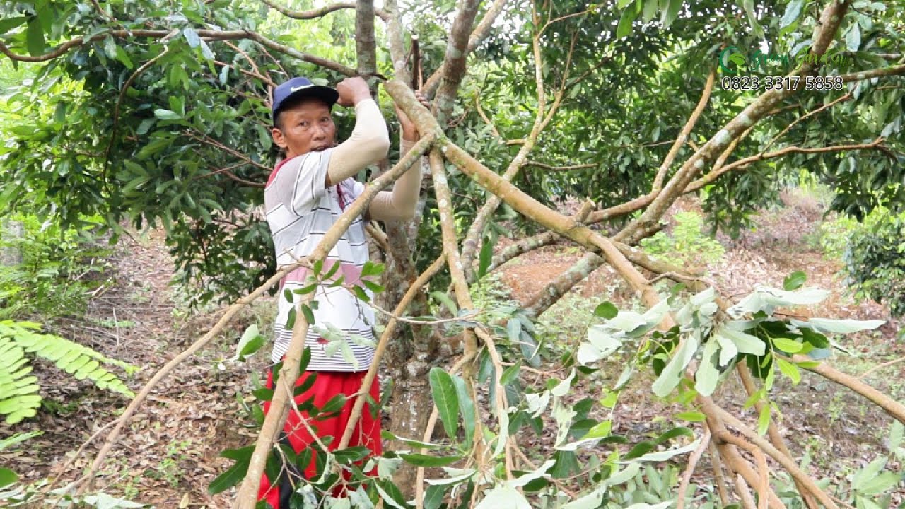 Cara pangkas kelengkeng untuk perbaikan cabang #adyrajalengkeng #lengkeng #itohsuper #newkristal