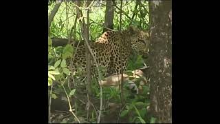 Leopard takes down an impala in Majete Wildlife Reserve