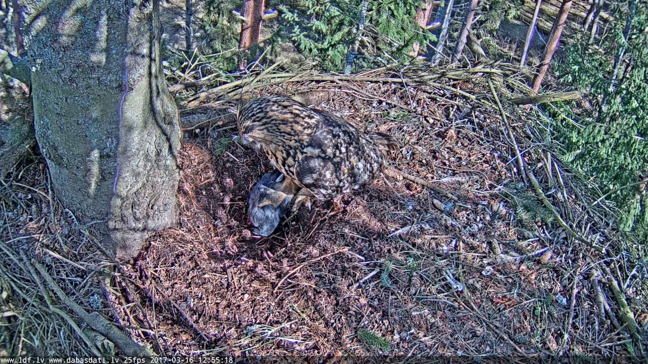 ldf file ŪPIS_atgriešanās ar medījumu