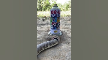 DIY Snake Trap using  U 90 Cans #creativesnaketrap #buildsnaketrap#shortsvideo