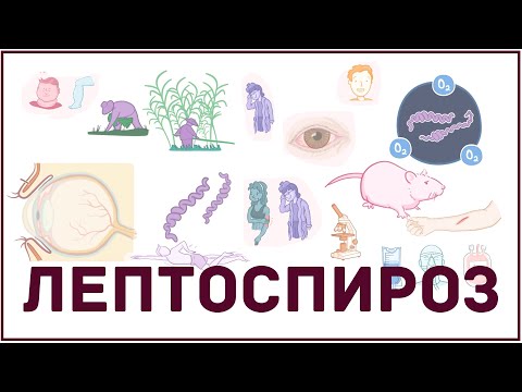 Video: Treponema Borrelia Ja Leptospira Erinevus