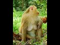 #Cutes Babies Monkey, And Daisy's baby# 287
