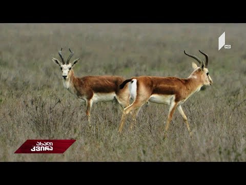#ახალიკვირა ქურციკები