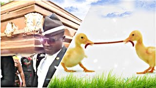 Funniest ANIMAL FIGHTS⚰ COFFIN DANCE MEME #14