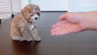 Puppy Practicing Shake For Treats
