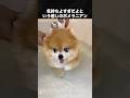 反応が可愛すぎるポメラニアン集 #ポメラニアン #犬 #いぬ #動物
