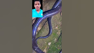 đặt bẫy rắn độc lạ Bình Dương cả nhà ơi