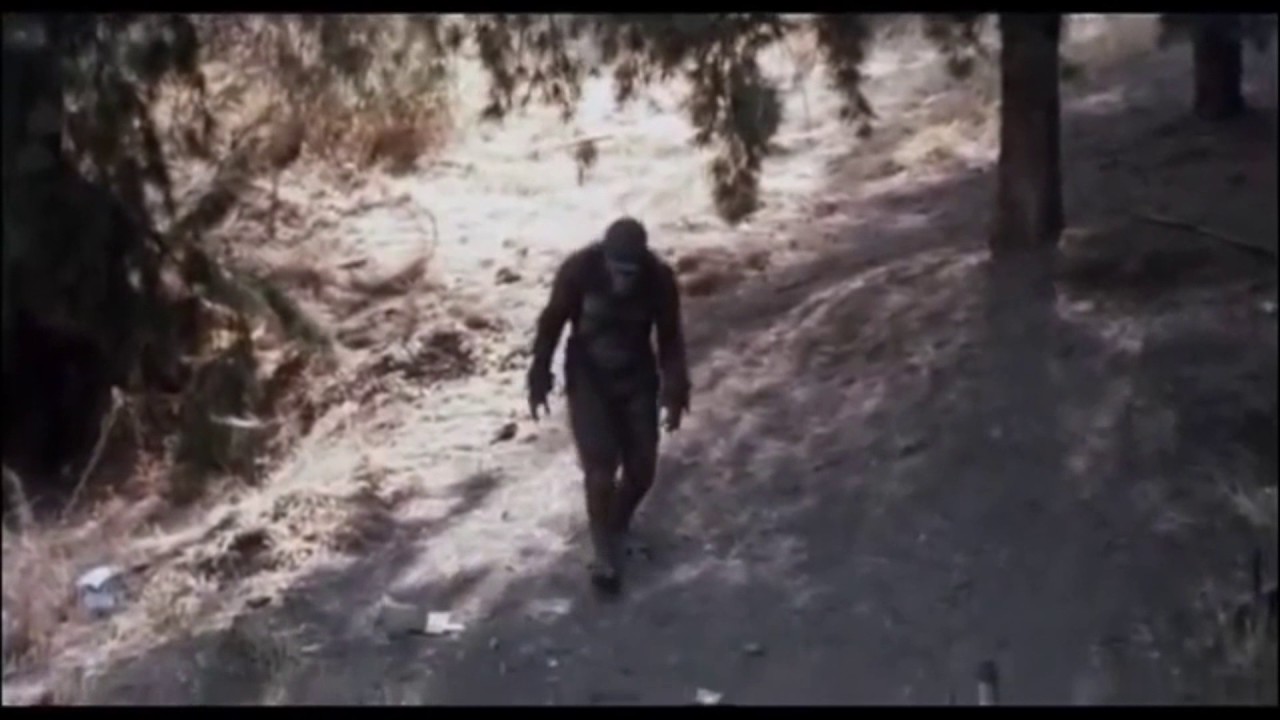best bigfoot sightings 2017 youtube