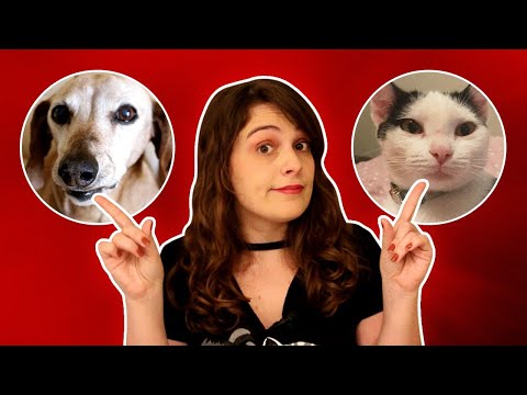 Vídeo: É Melhor Ter Um Gato Ou Um Cachorro?