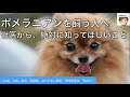 ポメラニアンを飼う人、飼っている人へ【獣医から伝えたいすべて】　〜出身地、性格、寿命、医療費、なりやすい病気６つ、早期発見法と予防法〜