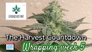 How To Grow Weed Indoors Easy, Indoor Garden Countdown to Harvest #seedtoharvest #homegrown #loud