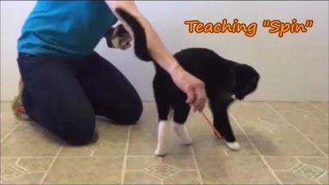 Teach Your Cat to Spin