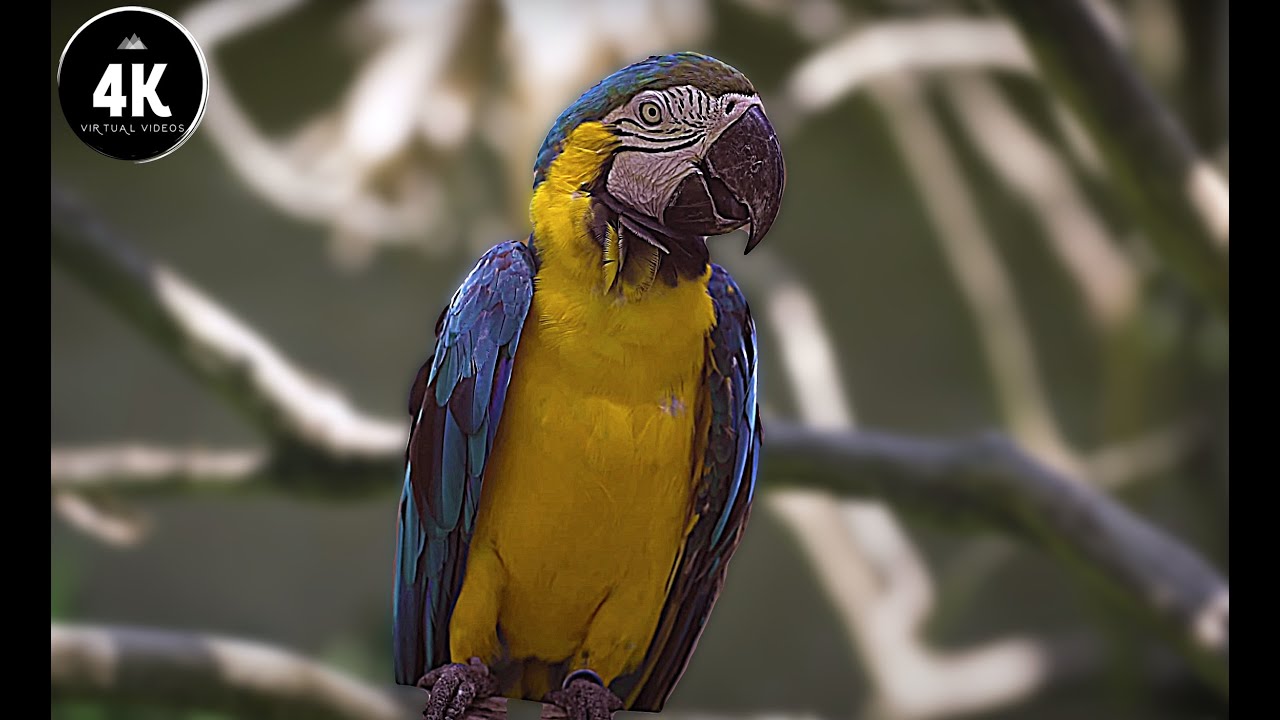 Amazing Birds video 4K - Relaxing Nature - YouTube