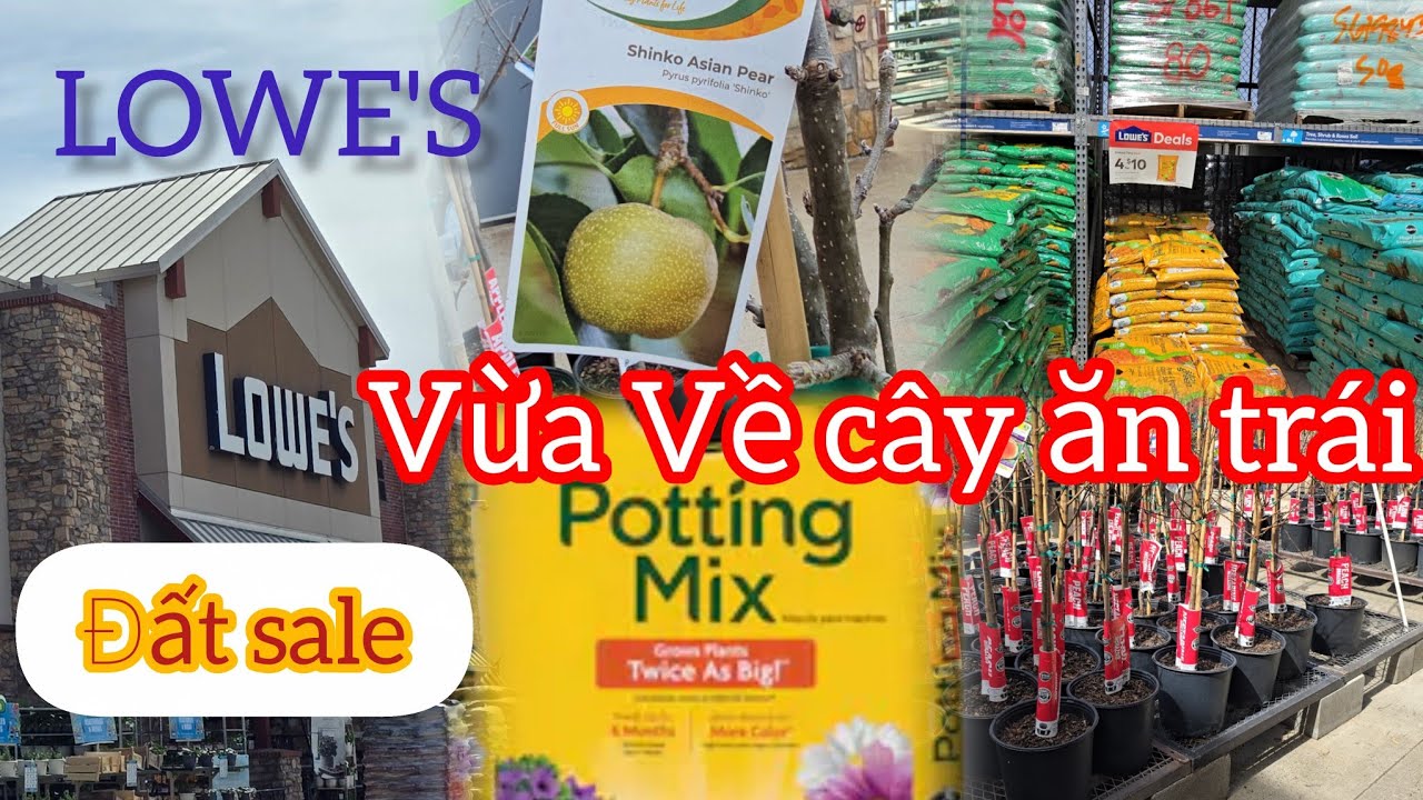 Lowe’s Vừa Về Lô Cây Ăn Trái Hoa Đẹp+ Đất Trồng Đang SALE!
