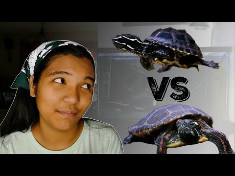 Videó: A legjobb kezdő kezdő teknősök és teknősök