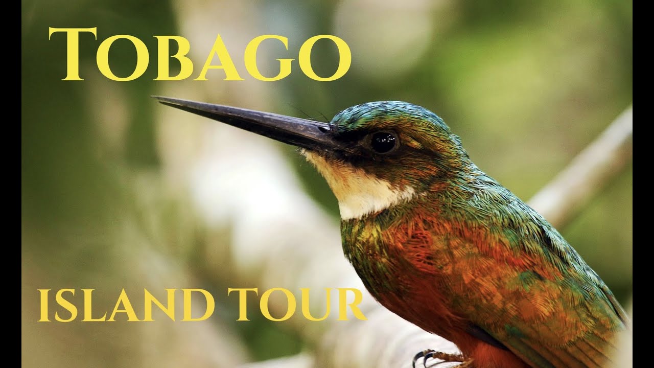 Tobago Island Tour
