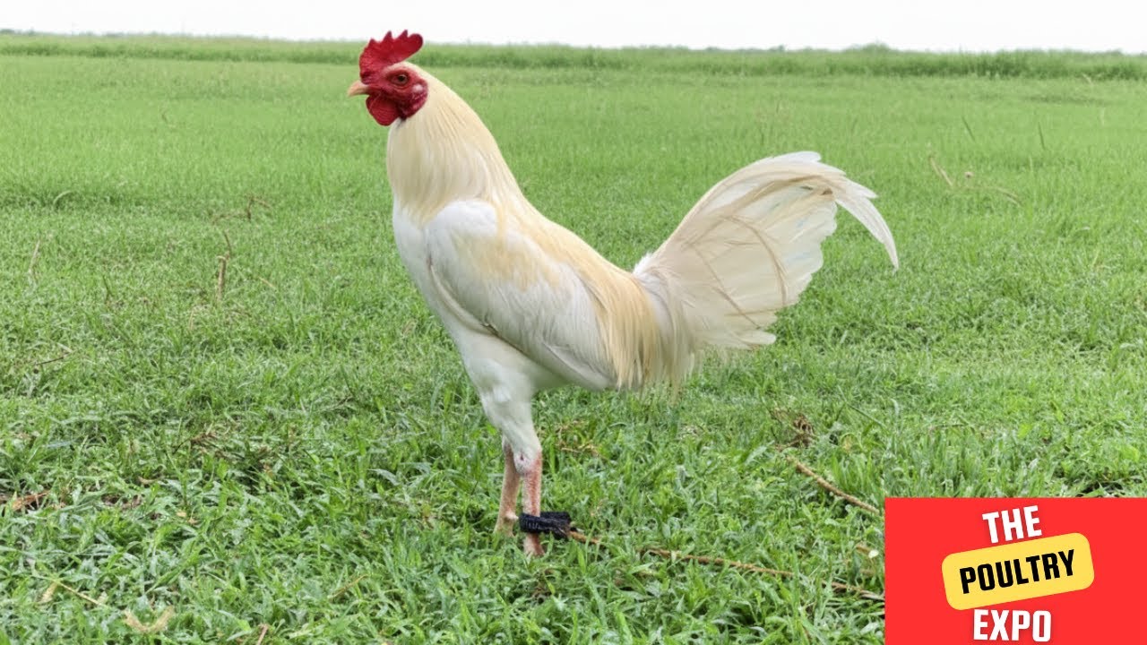 Fiestag 2025 | Erwin Madla | Jan Asendiero