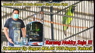 Road To Presiden Cup VI - Cucak Ijo Juara Nasional Paku Alam Gacor Menang Nyeri