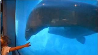Belugas Playing - SeaWorld Orlando - June 1, 2026