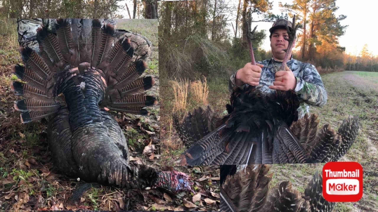 LyingTheseEastern Turkeys Out in South YouTube