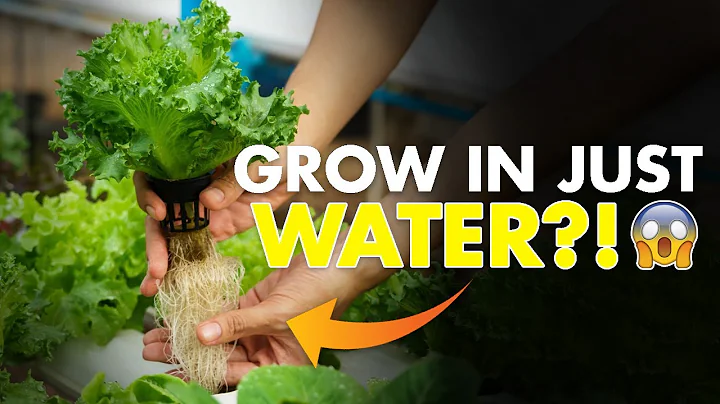 Everything You Need to Know About Hydroponics – Learn How to Grow Without Soil