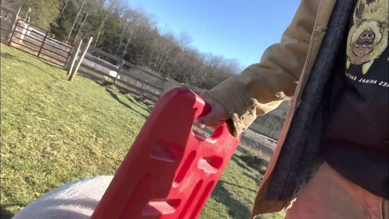 Paulie Pig Getting in His Steps YouTube