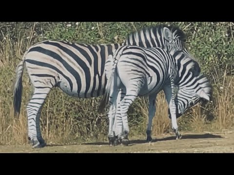 Mating season: zebras in the wild