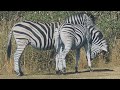 Mating season: zebras in the wild