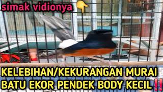 KELEBIHAN DAN KEKURANGAN MURAI BATU EKOR PENDEK BODY KECIL UNTUK LOMBA‼️