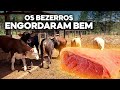 Como foi a pesagem dos bezerros Hereford no confinamento???