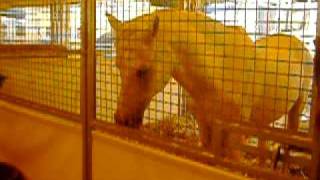 Circus-Pferd 1