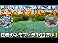 ネモフィラの名所が神戸に誕生！こうべアグリパークに行ってみました