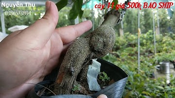 Mai Cúc VIP, Cúc Rồng Bay, Cúc 4 Long 17-07-2020