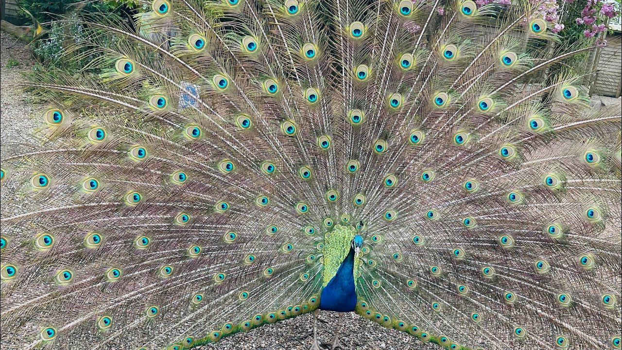 Axe valley wildlife park walk around east devon UK 🇬🇧