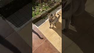 CATS DAILY ROUTINE ! CAT OWNERS WILL RELATE 100% ! #cat #shorts