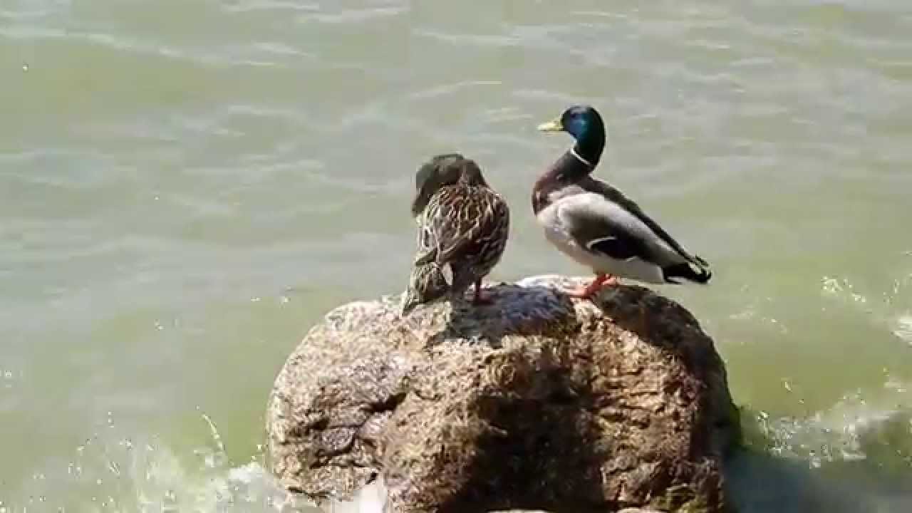 Uccelli acquatici - Waterfowl