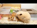 ゴンちゃんがおかしくなる前日にあった事件が、、、
