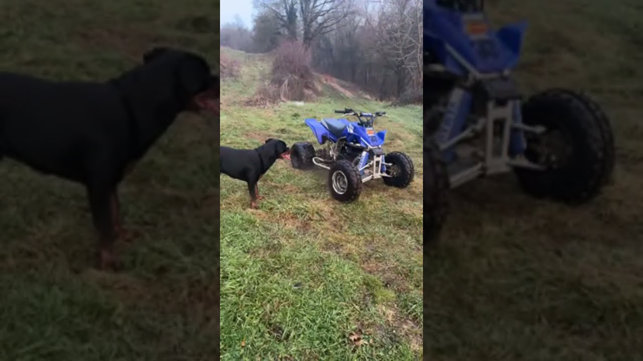 ⚠️ UN ROTTWEILER ET UN 200 BLASTER FMF : DUO EXPLOSIF ! 🔥