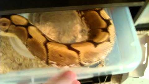 Ball Python Collection Update AND New Ball Pythons