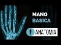 ▃ ▅ ▆ █ Anatomía básica de la mano. Explicación fácil. Huesos y articulaciones  █ ▆ ▅ ▃