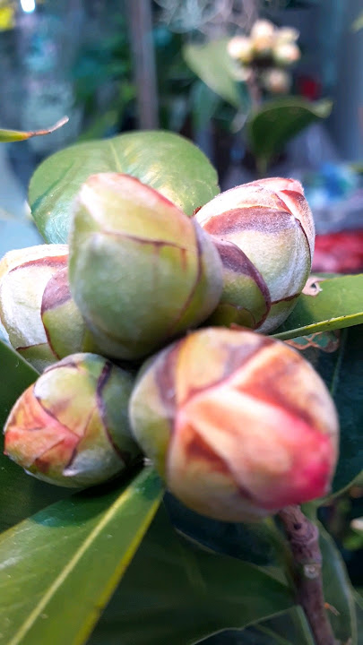 #bunga kamelia #camellia flower