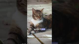 Why Does My Cat Always Sit on My Chest 🐾 Uncover the Truth Behind the Behavior! #shorts #catsvideo