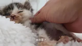 小顽强的日常这个小奶猫着实可恶竟然在被窝里拉粑粑