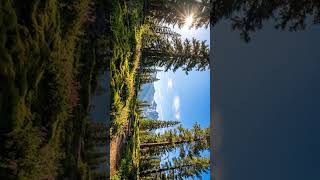 1 hour Calming Music for the Nervous System 🌿 Gentle Relaxing Music Help Reduce Anxiety &amp; Deep Sleep